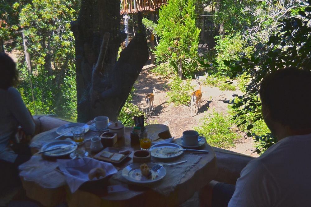 Tree Lodge Nidos De Pucon Exterior photo